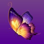 蝴蝶花直播app