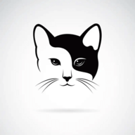 白夜猫影视app官方版